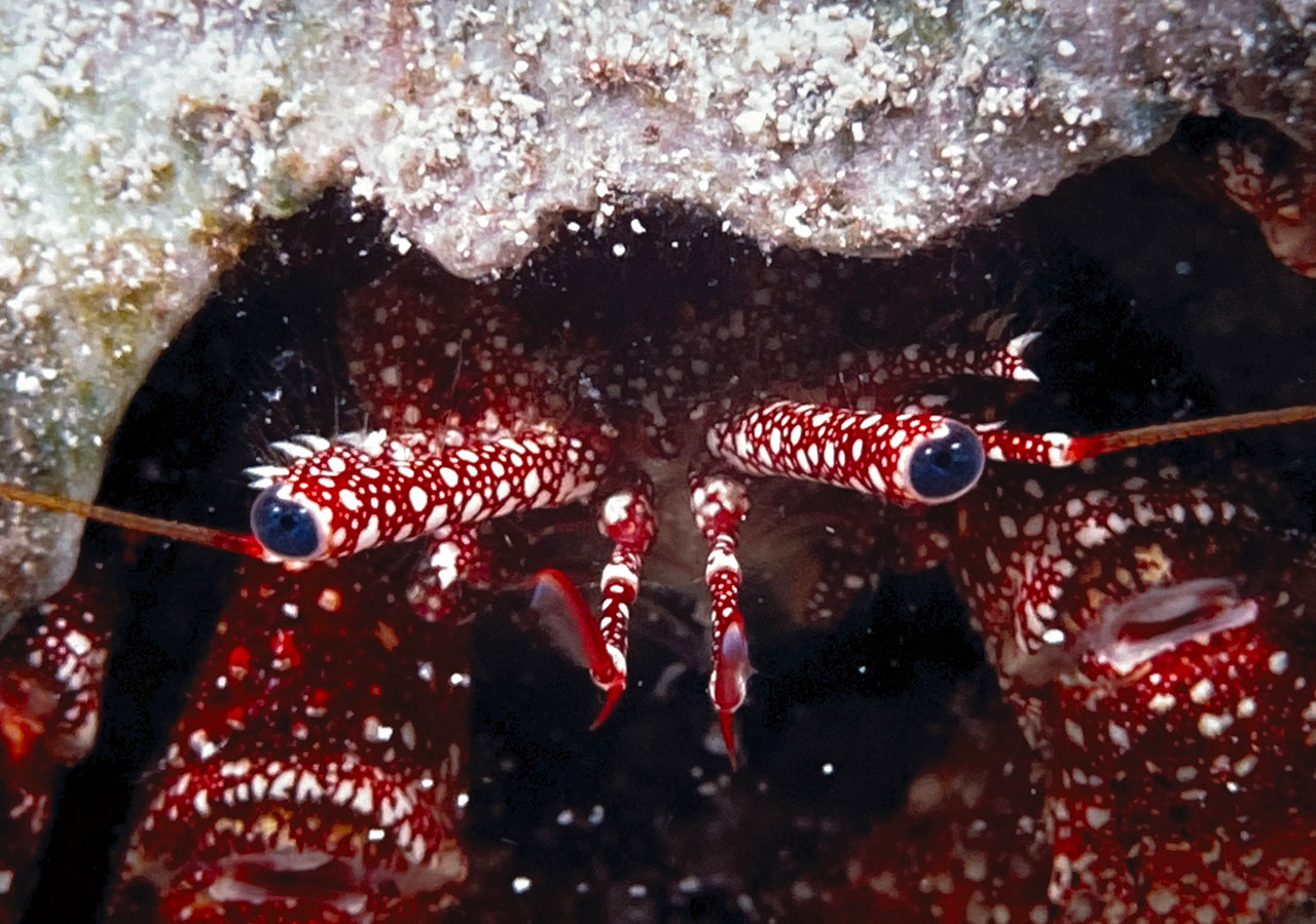  Una criatura marina se asoma desde debajo de una roca.