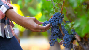 A hand is holding onto grapes that are still attached to the vine.