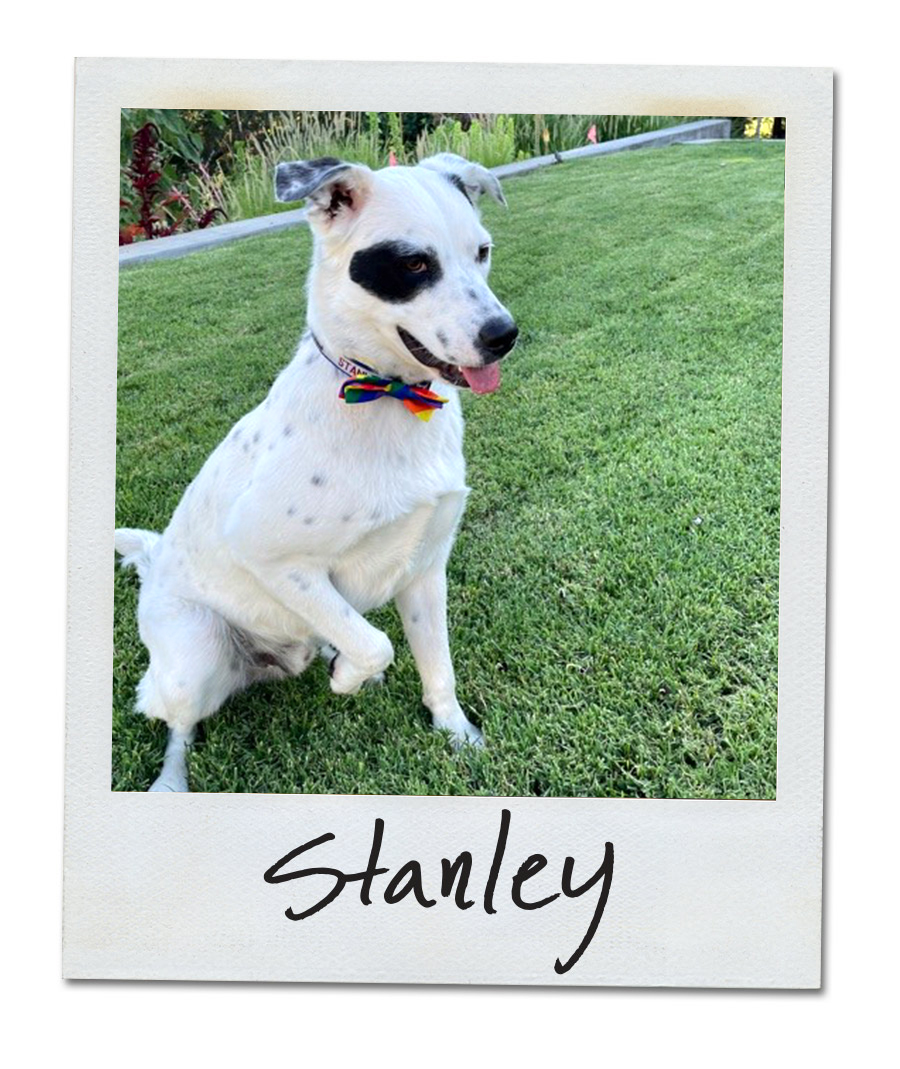 A photograph of a black and white dog sitting in the grass. The name "Stanley" is written on the photo.