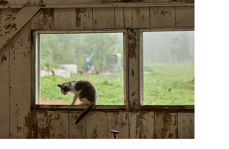 A cat sits on the windowsill of a barn.