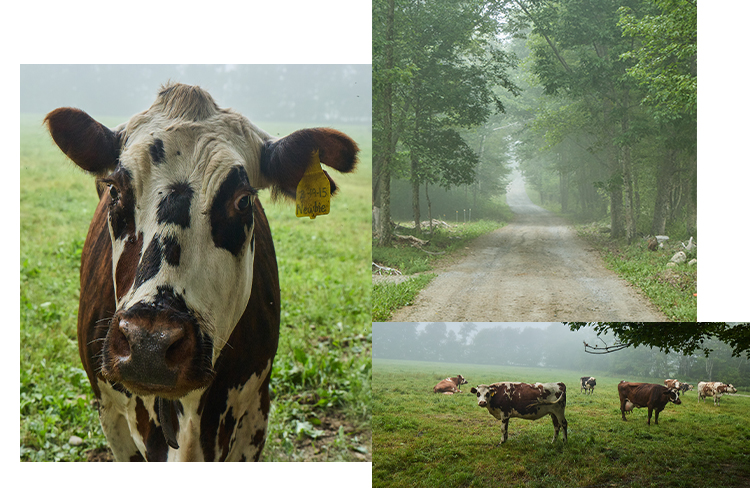 A collage shows a close-up of a cow, a foggy, tree-lined dirt road, and cows standing and laying in a pasture.