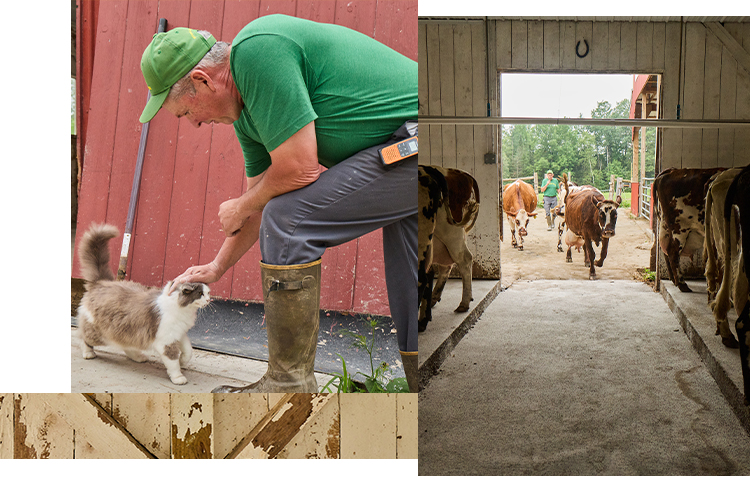 A side-by-side image of a man petting a cat and cows walking into a barn.