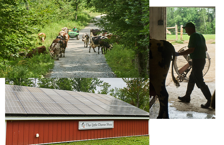A collage of cows walking along a dirt road as a tractor approaches; a person working in a barn; and the exterior of The Little Cheese Shop.