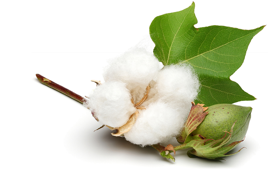 A tuft from the cotton plant with leaves is pictured against a white background