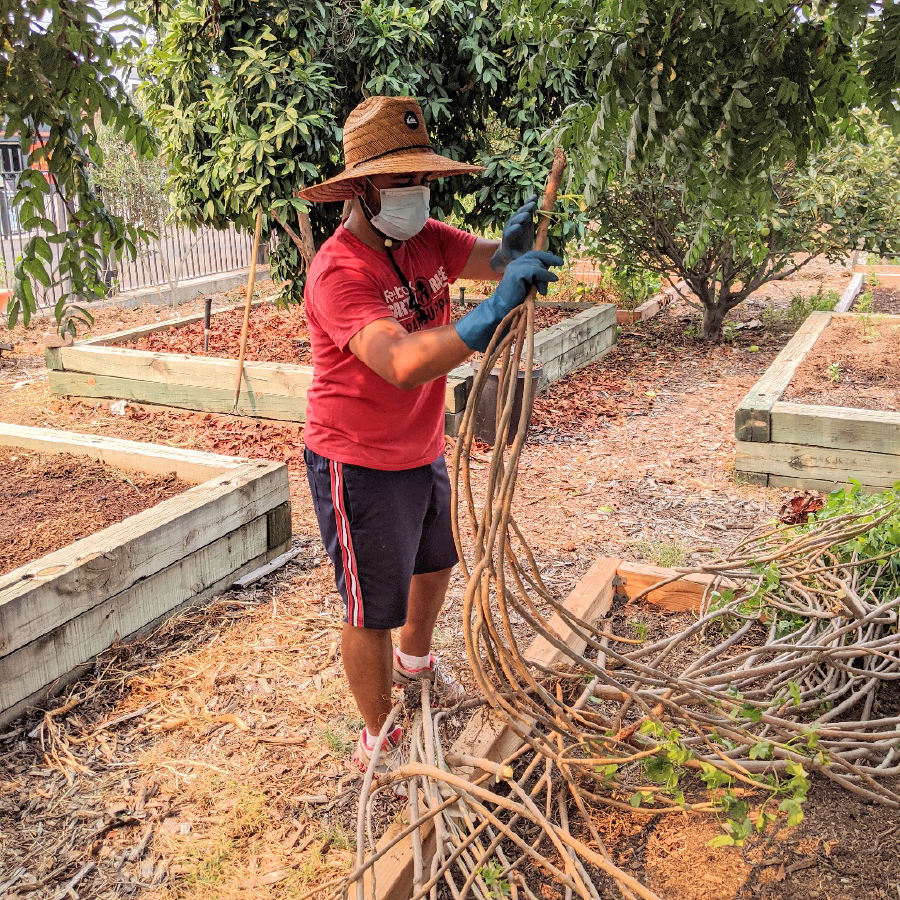 A man wearing a red shirt, hat, and mask stands outside in front of wooden boxes for farming. He holds small tree limbs in front of him.